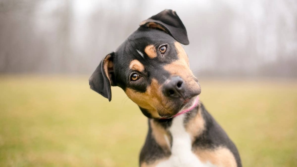 Can Dogs and Cats See Ghosts? An Animal Medium Weighs In 