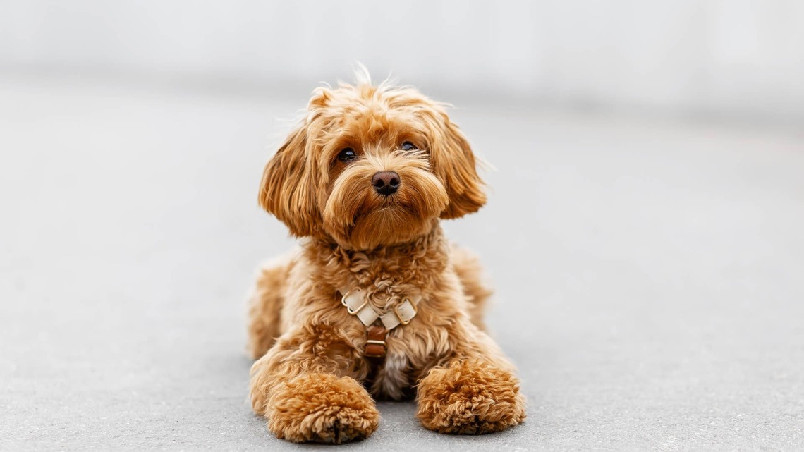 Tiny Maltipoo Finally Figures Out Her Ball Pit and Absolutely Loses It 