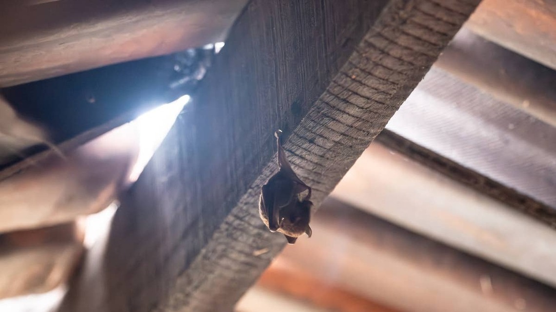 Pest Control Experts Say This Is How to Get Bats Out of Your Attic-and Keep Them From Coming Back 