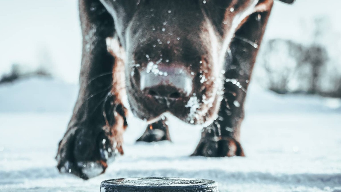 Dog playing with hockey puck on ice in the snow.