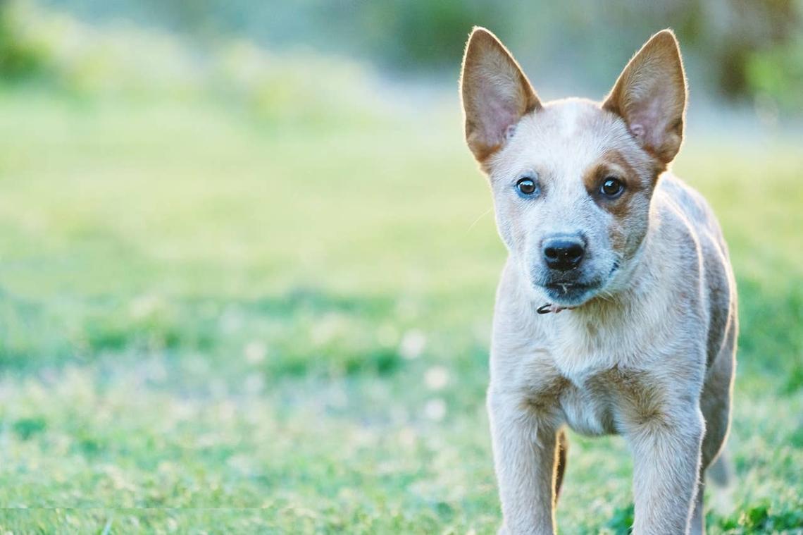  A red Heeler puppy, like Muffin in Bluey. 