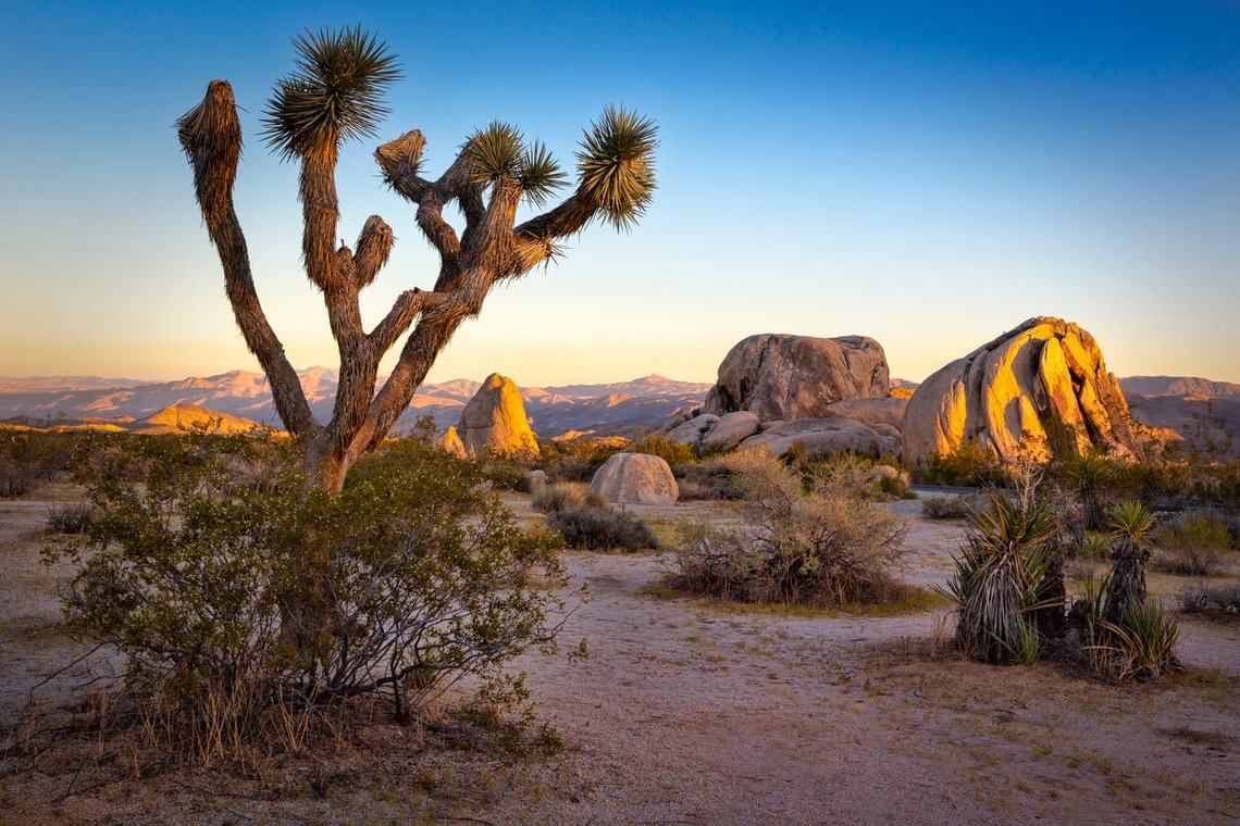  Joshua Tree is a rattlesnake-infested area in Southern California. 