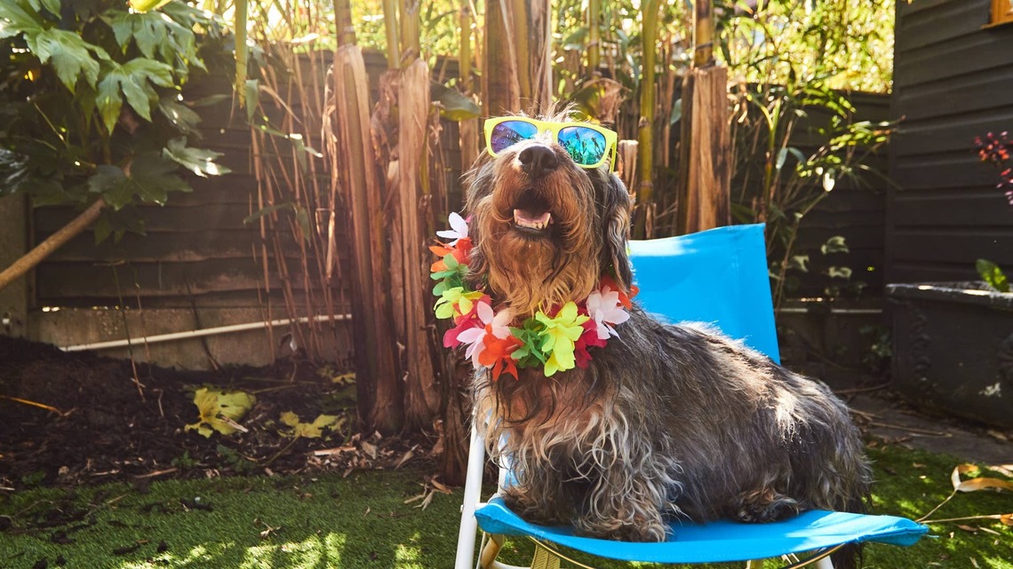 7 Vet-Approved Ways to Celebrate National Dog Day Without Overheating Your Dog 