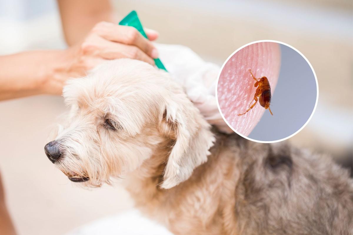 A dog getting flea treatment and a flea up close.