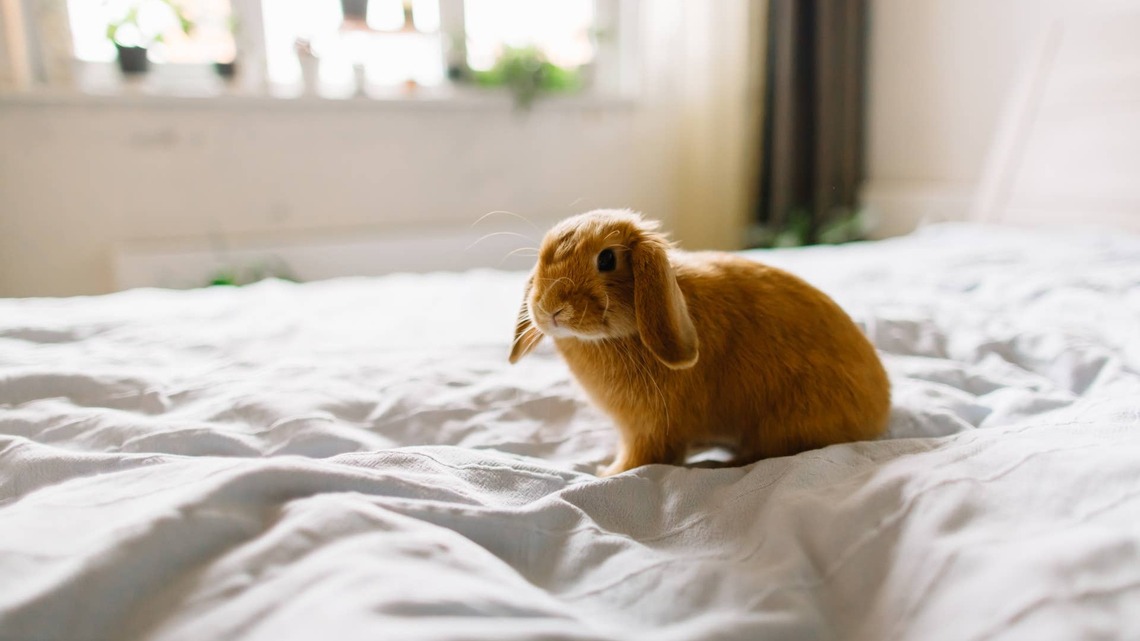 Bunny Takes Mom's Kale Bribe for Forgiveness After They Get Into a Fight 