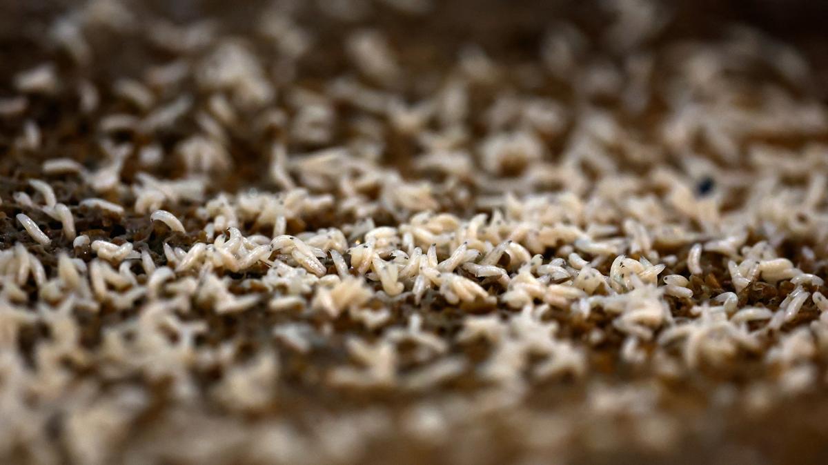 FILE PHOTO: Mediterranean fly larvae are placed in trays to be fed inside a bio-factory as Mexico's government reconditions a plant to become the new sterile screwworm fly facility, part of the country's effort to eradicate the flesh-eating parasite that threatens its livestock industry and raises tensions with the United States, in Metapa de Dominguez, Mexico, October 17, 2025. REUTERS/Daniel Becerril/File Photo