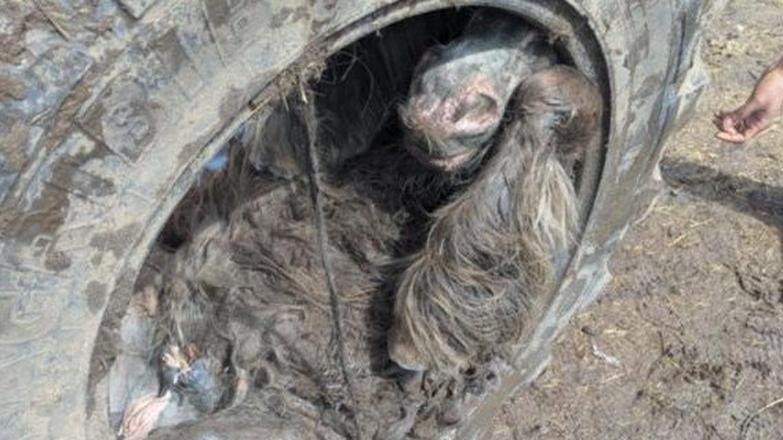 Pony rescued after being trapped in tractor tire