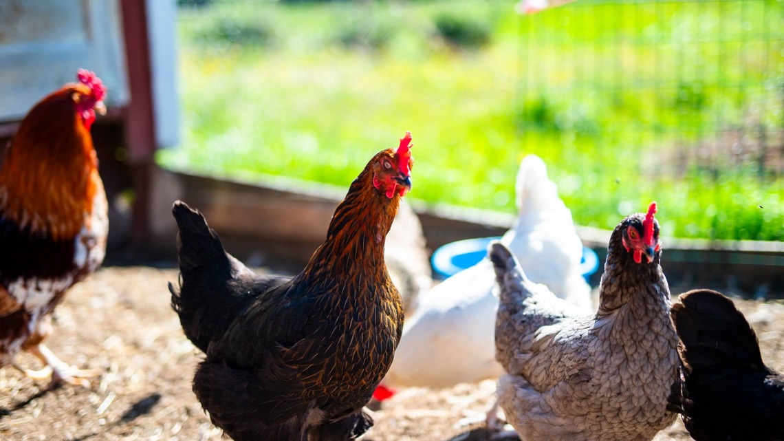 How Much Space Do Backyard Chickens Really Need?
