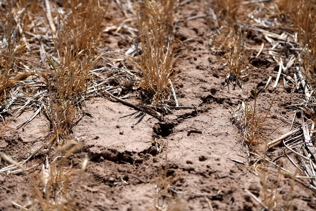 A view shows cracks in Scott Irlbeck's wheat plot in Tulia, Texas, U.S., May 13, 2026. Irlbeck took over the family farm in 2014. REUTERS/Annie Rice