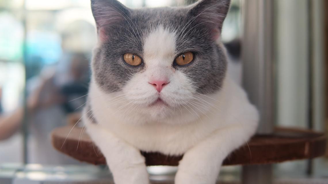 Tokyo Just Set the Bar for Every Restaurant on Earth With This Pet-Friendly Dining Experience 