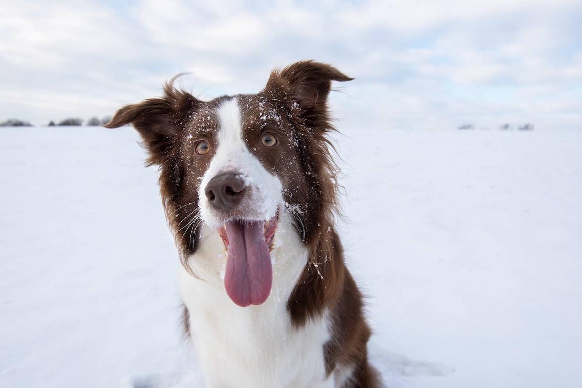  A brown Border Collie in the snow. 