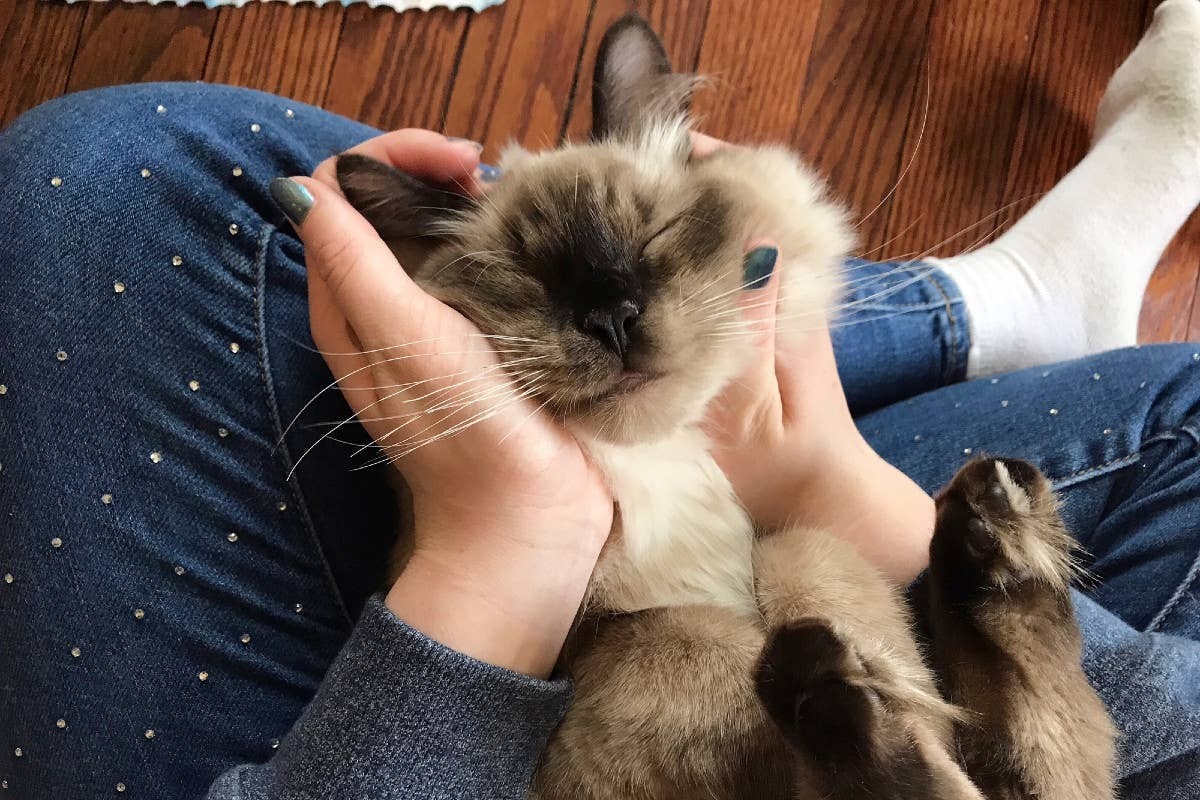  A cute Ragdoll on a person's lap.