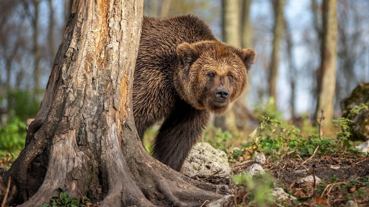 A Brown Bear stands next to a tree.