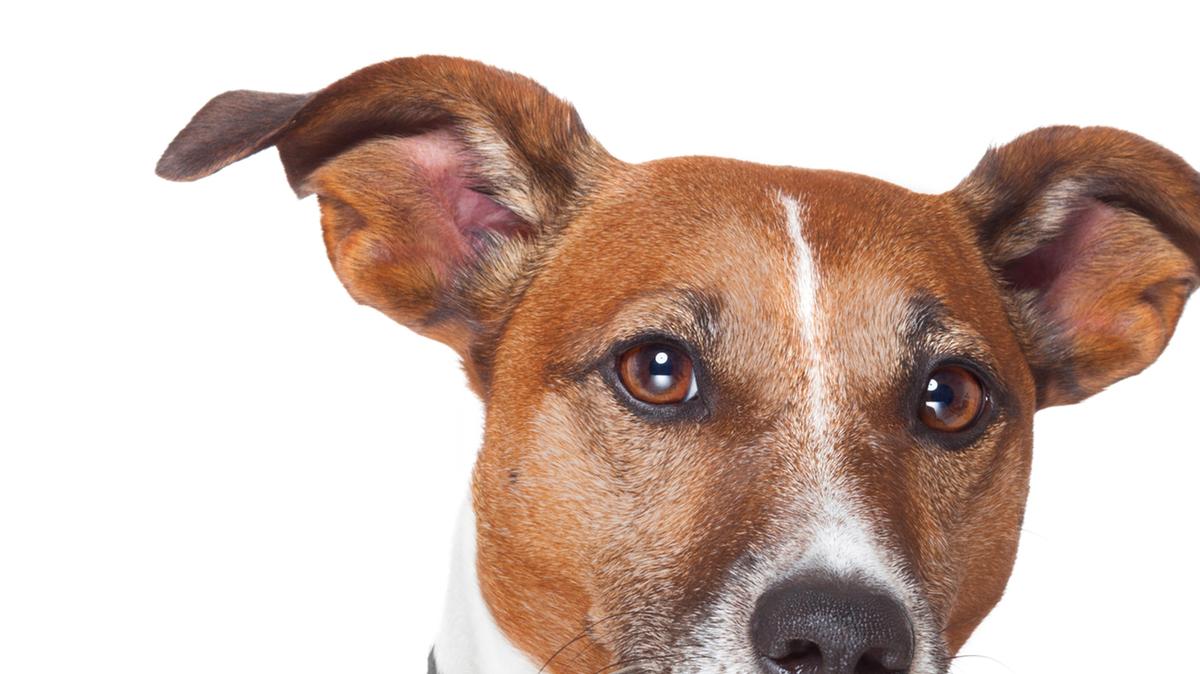 Leptospirosis is a disease caused by a bacteria found in the urine of infected animals, such as cattle, pigs, horses, dogs, wild animals, and rodents. In urban areas, rats are typically responsible for the spread of the virus.