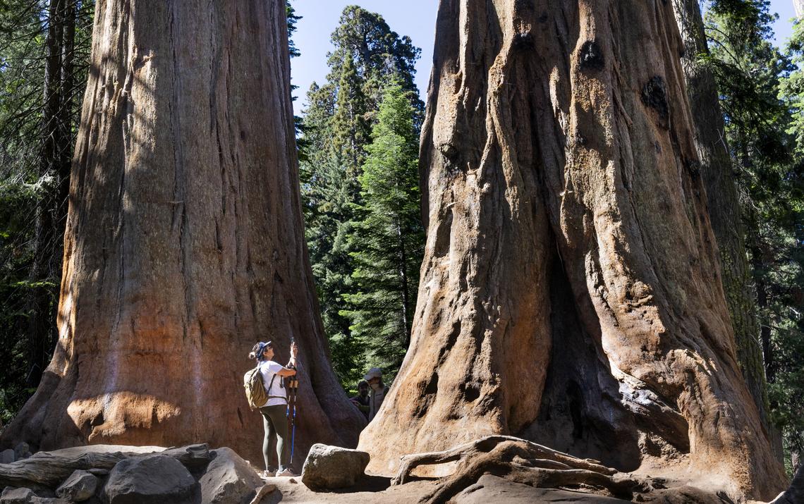 A visitor takes photos at a pair of Giant Sequoias in Sequoia National Park, CA on Tuesday, July 1, 2025. Located in the Giant Forest it is one of the parks largest groves.