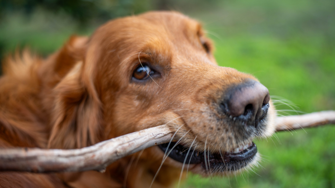 Golden Retriever Puppy Learns the Hard Way That Big Sticks Don't Fit Through Doors 
