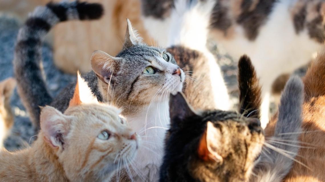 Woman Goes To Check the Mail and an Entire Cat Entourage Follows 