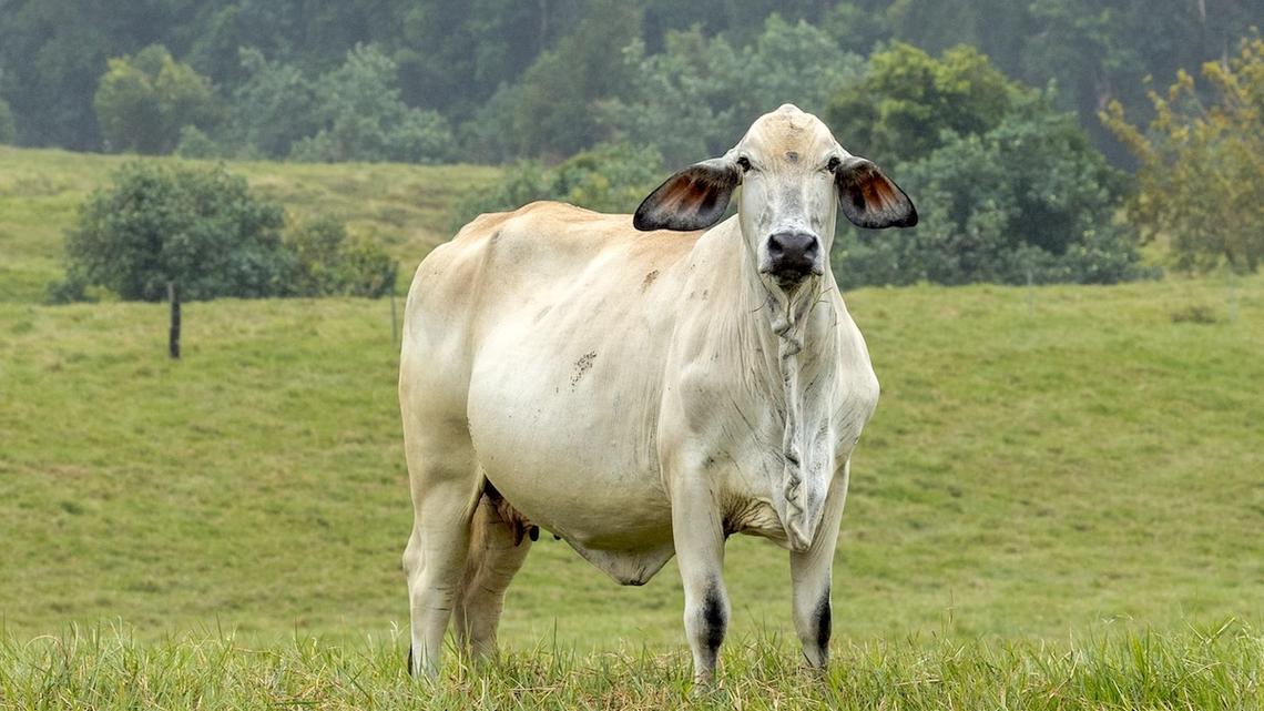 Mother Cows Leaving Their Calves With a 'Babysitter' Proves It Really Does Take a Village 