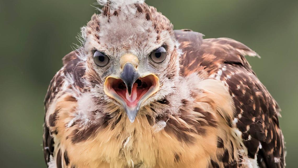 Tiny Baby Hawk Learning To Walk Looks Like a Fresh Ball of Dryer Lint 