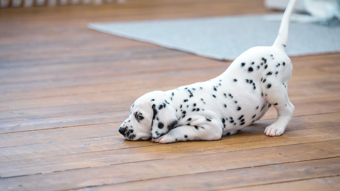 Dalmatian Puppy's Sleep Zoomies Turn Into a Full-on Race Car Fantasy 