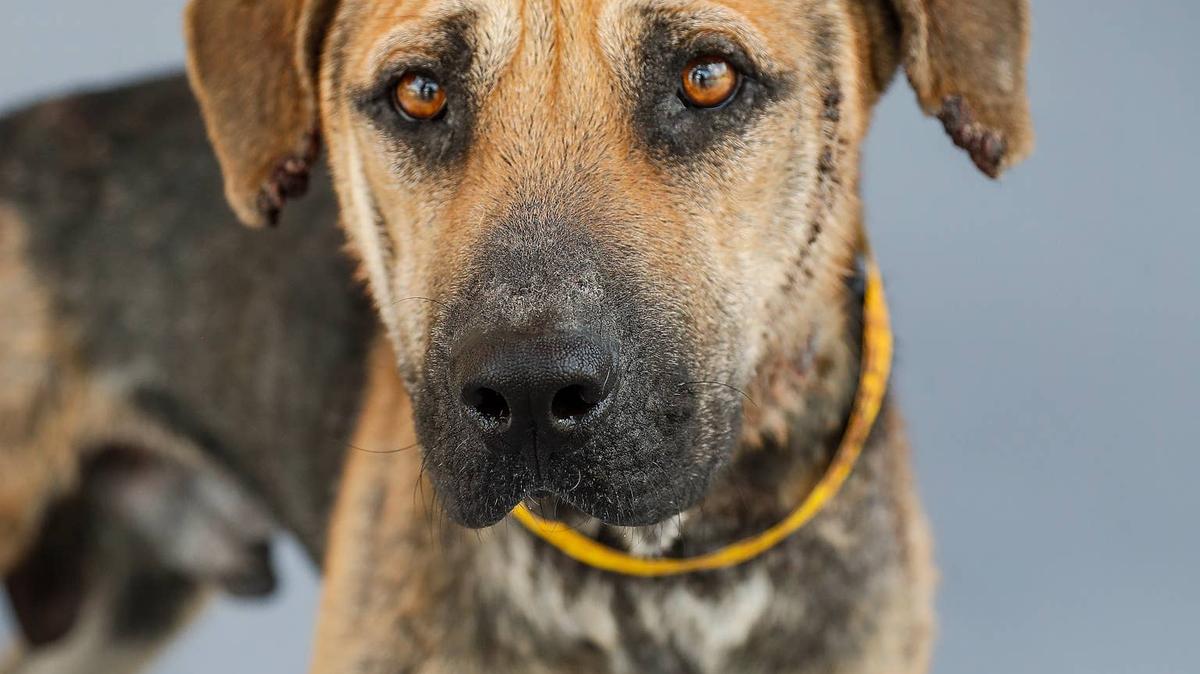 Close-up of a German Shepherd mix at a shelter. 