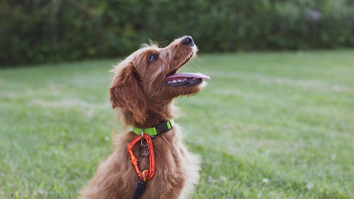 7 Words You Should Never Yell at Your Dog, According to Professional Trainers 
