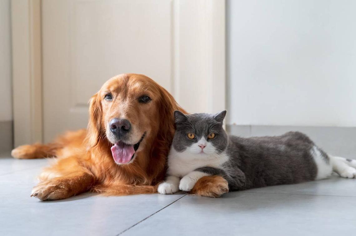  A dog and cat getting along after being introduced. 