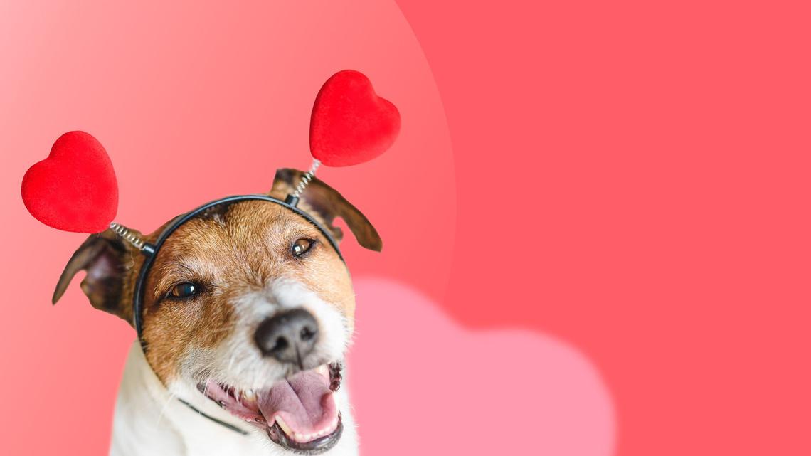 Shop the Lambwolf Collective Valentine's Day Sale for Up to 25% Off Interactive Pet Toys 