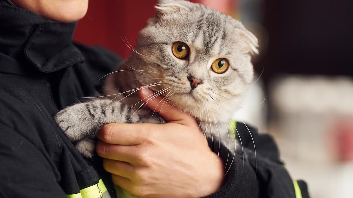 Heroic Southern California Firefighters Racing to Save Cats After an Apartment Fire Has Everyone Holding Their Breath 
