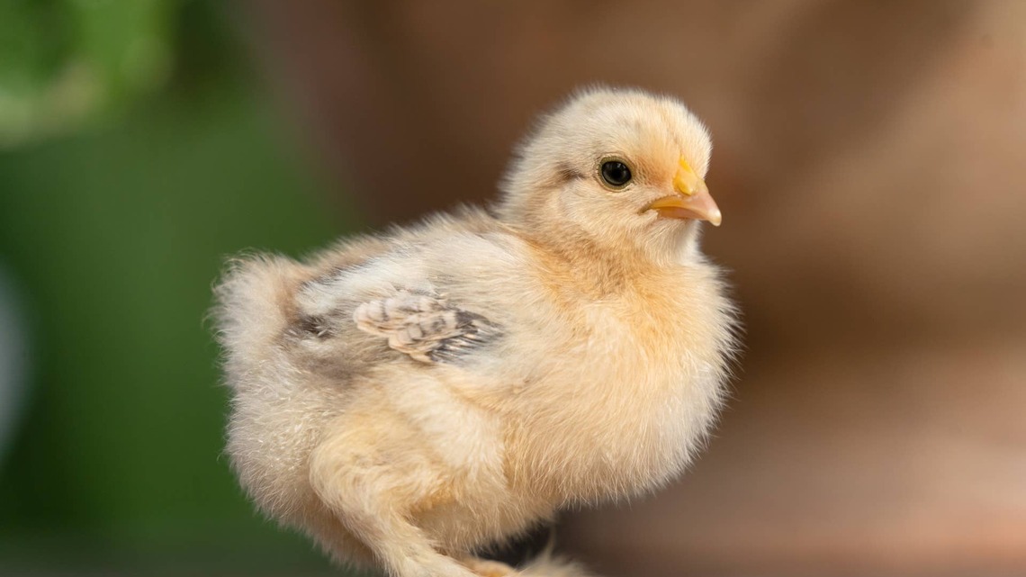 Tiny Chick Doing the Ghost Trend Is the Cutest Little Boo Baby Yet 