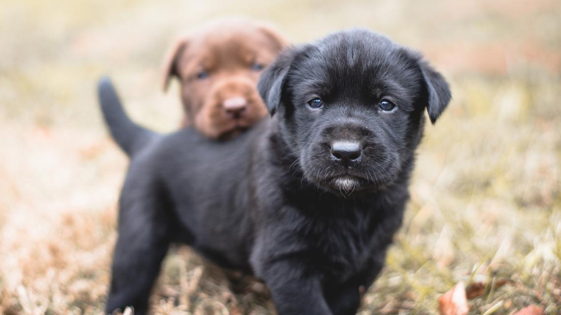 Dad Gets Into the Bath To Comfort Scared Foster Lab Puppies' First Bath and We Can't Handle It 