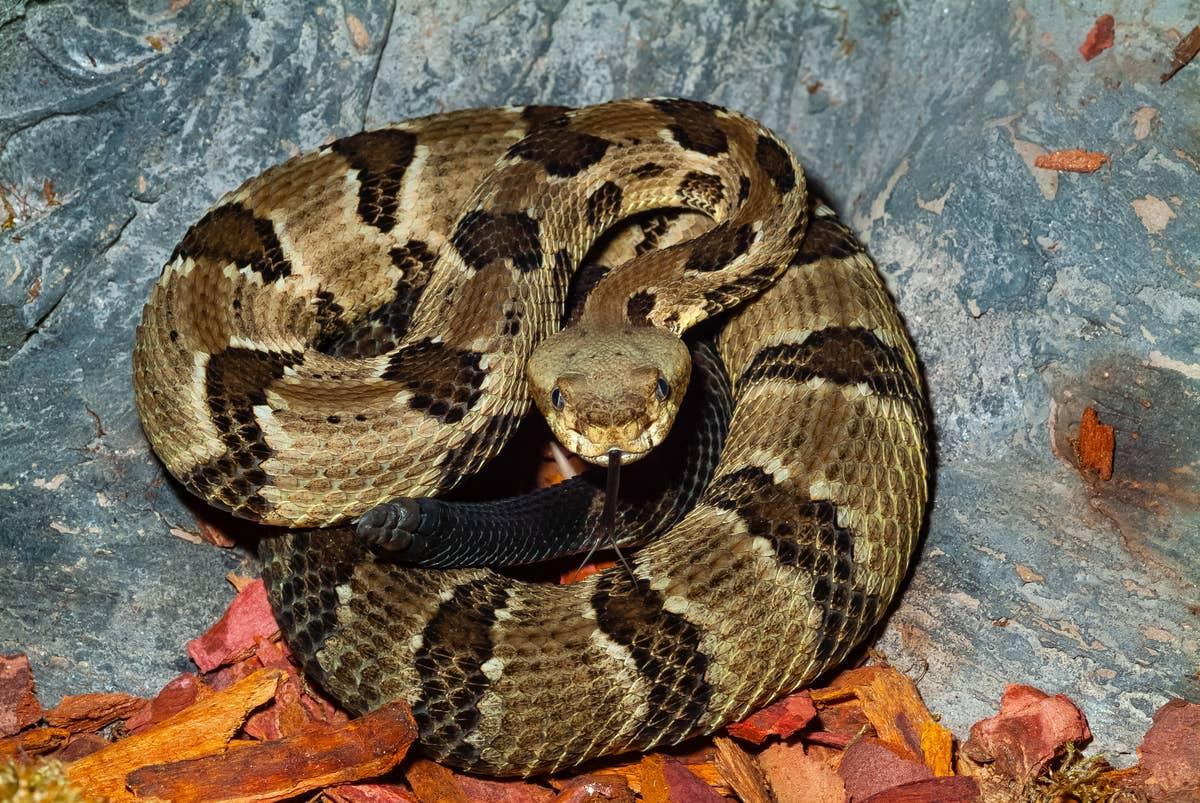  NJ rattlesnake sightings occur in areas like Sussex County.