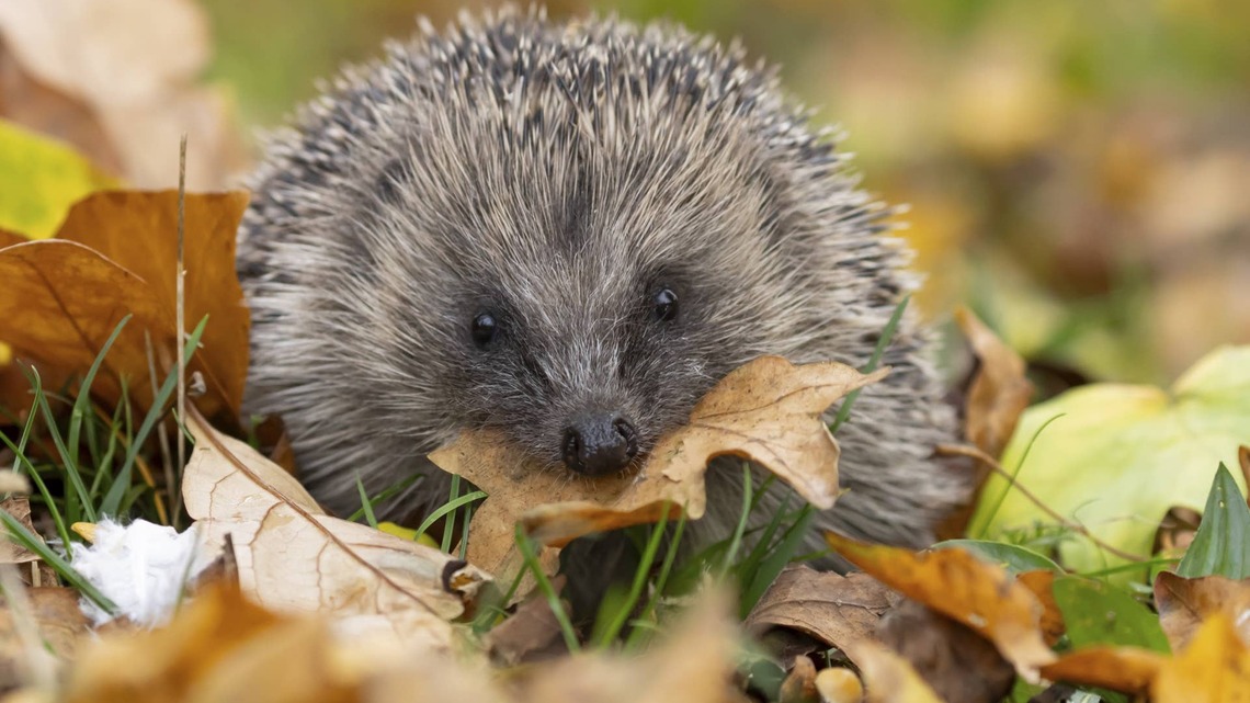 Gardener Builds a Tiny Staircase for a Visiting Hedgehog, and the Internet Is in Love 