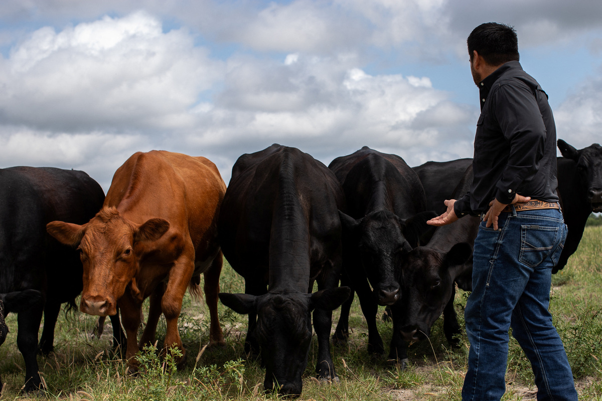Anthony Gallegos, 43, stands in a pasture with some of his cows on his ranch, three days after the U.S. Department of Agriculture confirmed that New World screwworm was detected in a Texas calf in Zavala County, near La Pryor, Texas, U.S. June 6, 2026.  REUTERS/Kaylee Greenlee