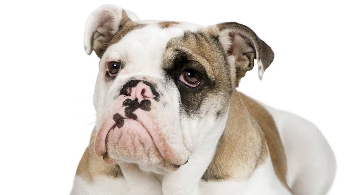 English Bulldog's Dramatic Meltdown Is Such a Mood 