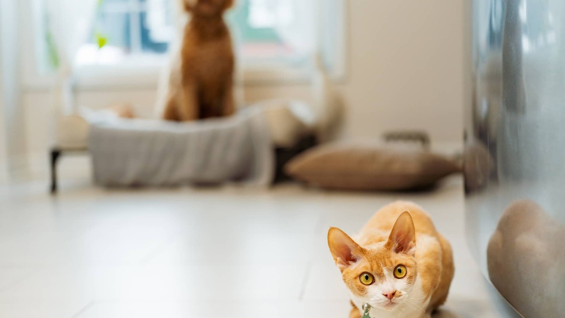 Kind Doodle ‘Fosters' 7 Kittens-and They Couldn't Love Him More 