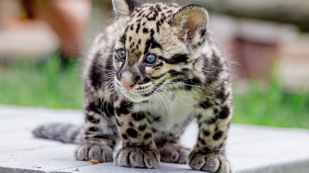 A male Clouded Leopard cub. 