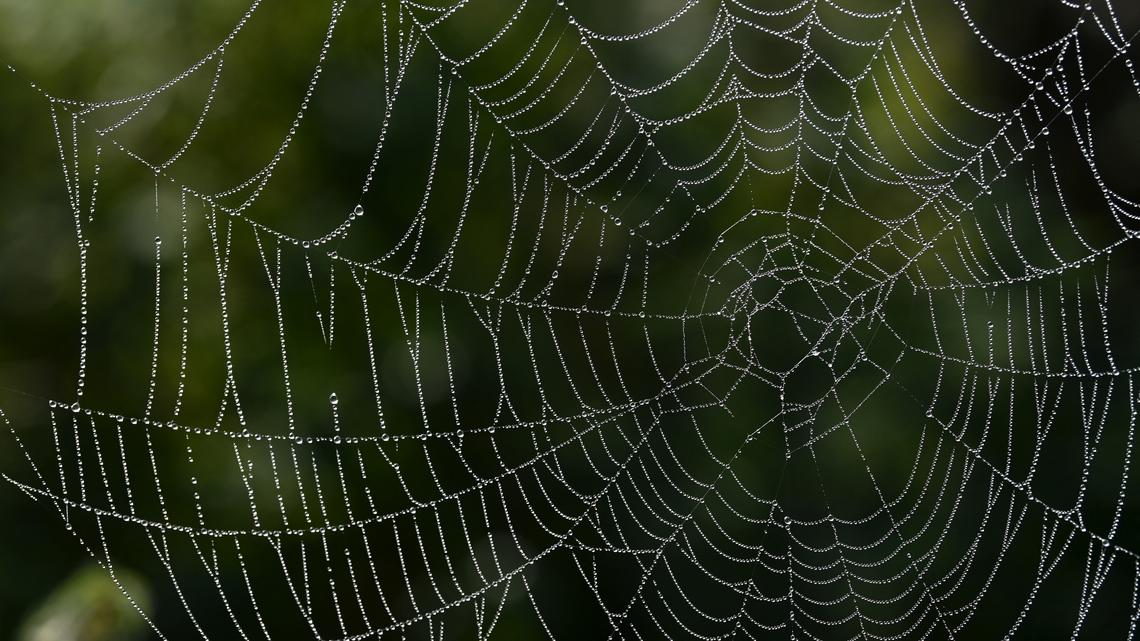 Dew drops hang in a spider's web near the small Bavarian village of Gilching, southern Germany, in the morning of the September 14, 2020. (Photo by Christof STACHE / AFP) (Photo by CHRISTOF STACHE/AFP via Getty Images)