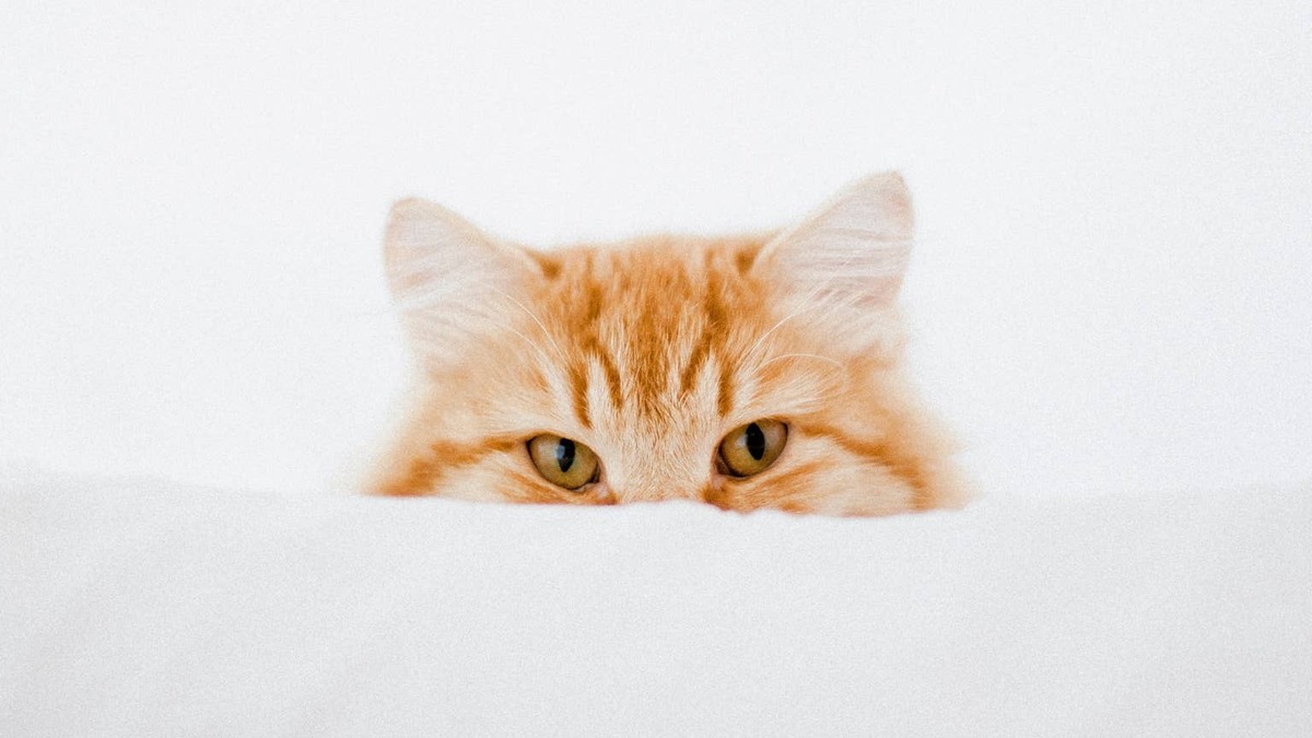 Portrait of ginger cat hiding behind cushion. 