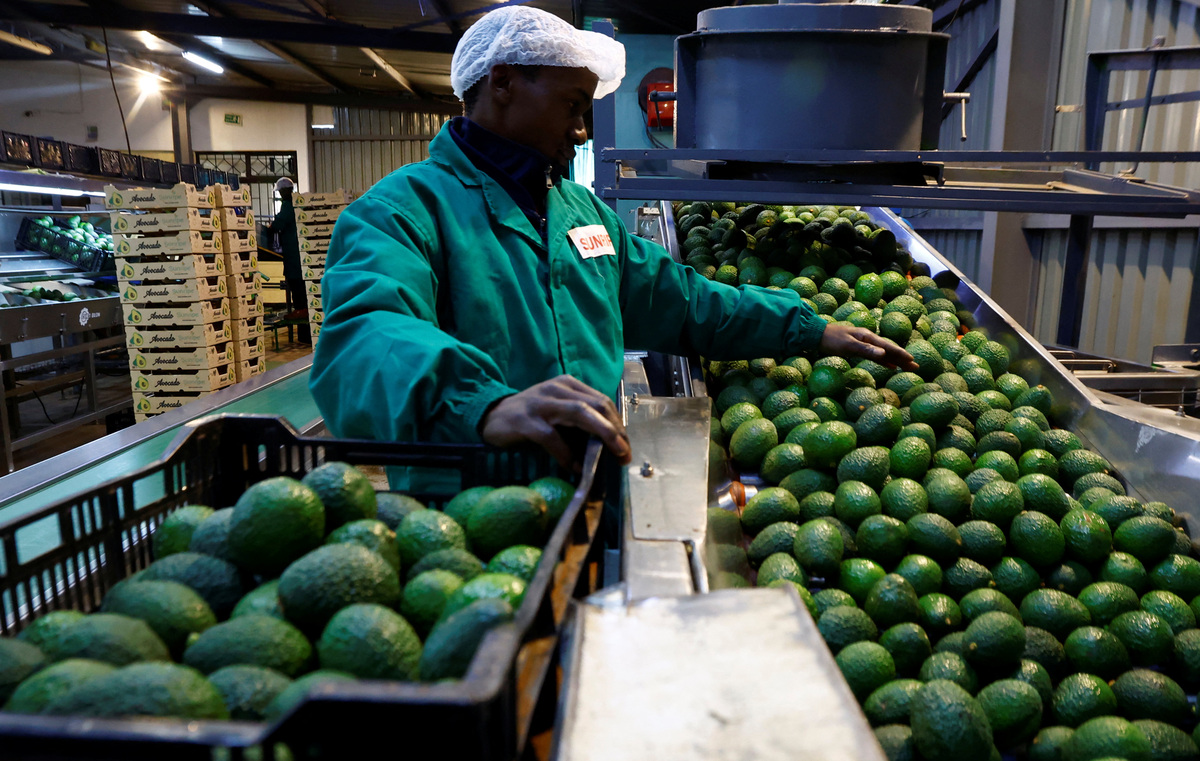 A worker sorts avocados for export to Chinese markets, at the Sunripe fresh fruits exporters factory in Limuru district of Kiambu County near Nairobi, Kenya June 4, 2026. REUTERS/Thomas Mukoya