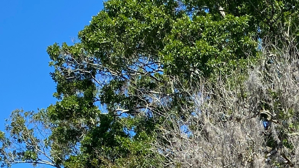Does Spanish moss kill trees? The truth about the plant 