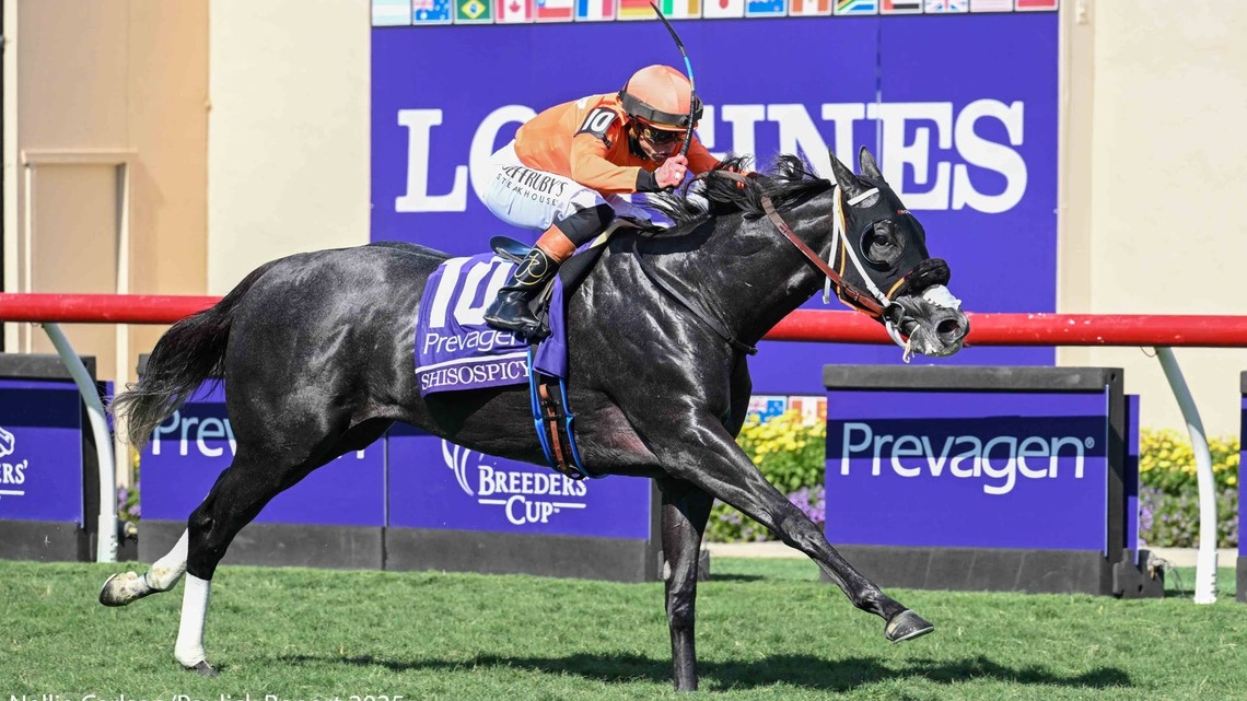 Champion Shisospicy Training Toward Breeders' Cup Return 