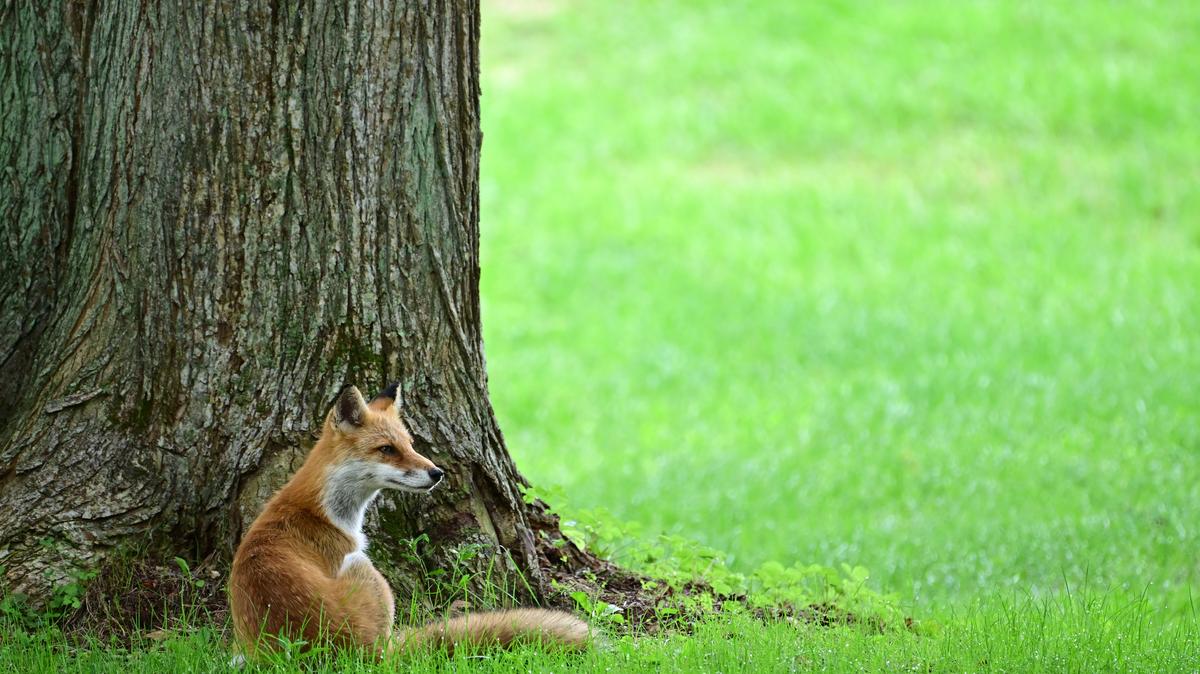 NANAE, JAPAN - AUGUST 29: An Ezo red fox is seen during the second round of NITORI LADIES at Hokkaido Country Club Onuma Course on August 29, 2025 in Nanae, Hokkaido, Japan. (Photo by Atsushi Tomura/Getty Images)