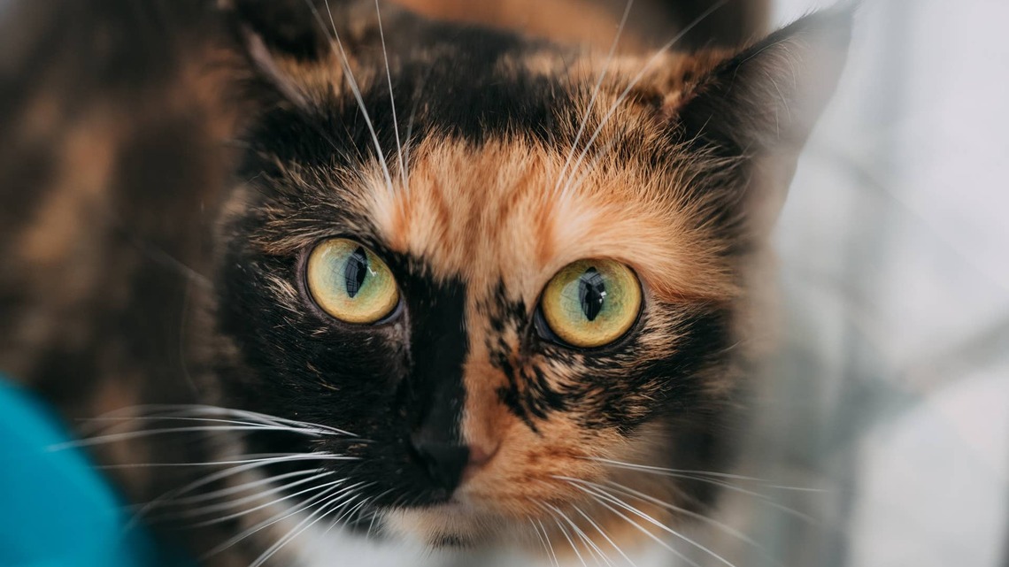 Adorable Calico Cat Loves to Sing Along With Her Mom 