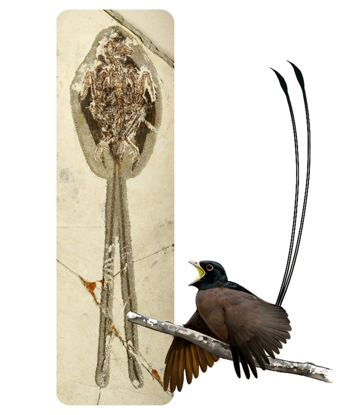  An artist's impression of Plumadraco with the fossil in the background. (Artwork by Ville Sinkkonen via SWNS) 
