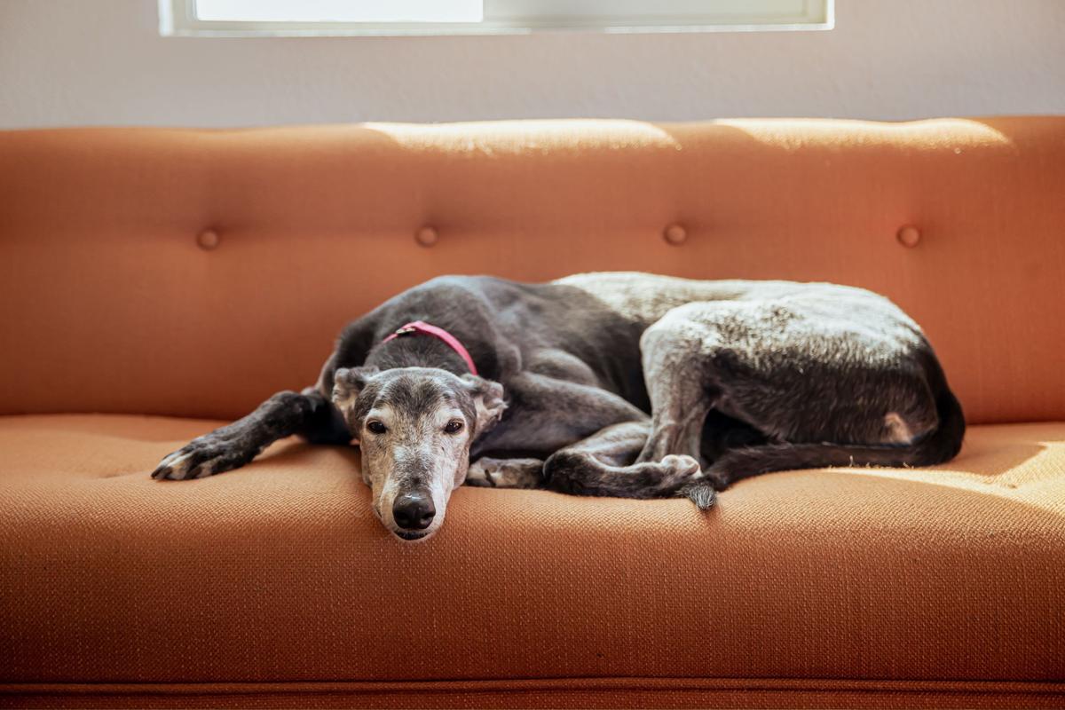  A stock image of a Greyhound sleeping on a couch. 