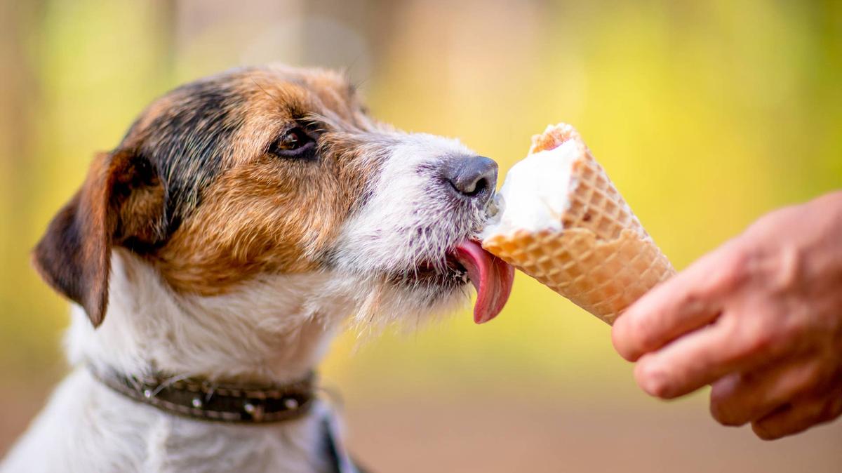 Little dog eating ice cream in a waffle horn outdoors.