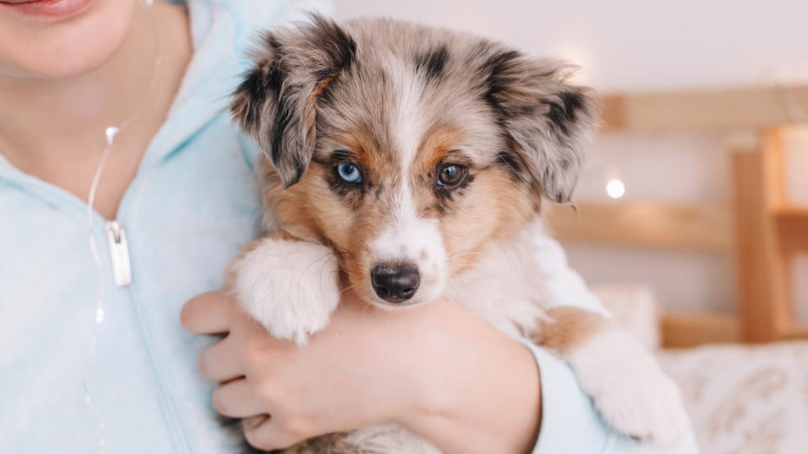 Disabled Australian Shepherd Steals Hearts During the 2026 Puppy Bowl Show 