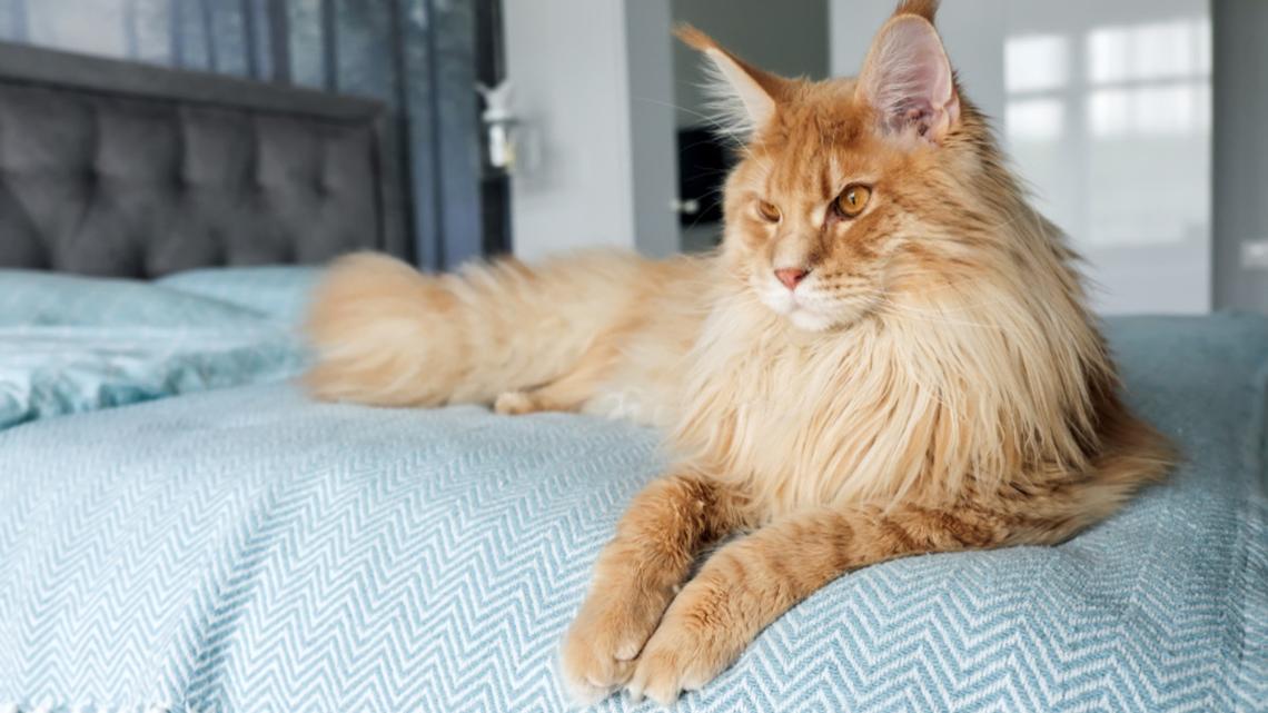 Orange Maine Coon Kitten's Glow-Up From Derpy to Distinguished Is Irresistible 