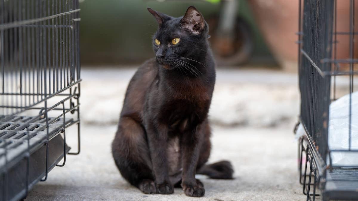 A Black Cat sits in a shelter. 
